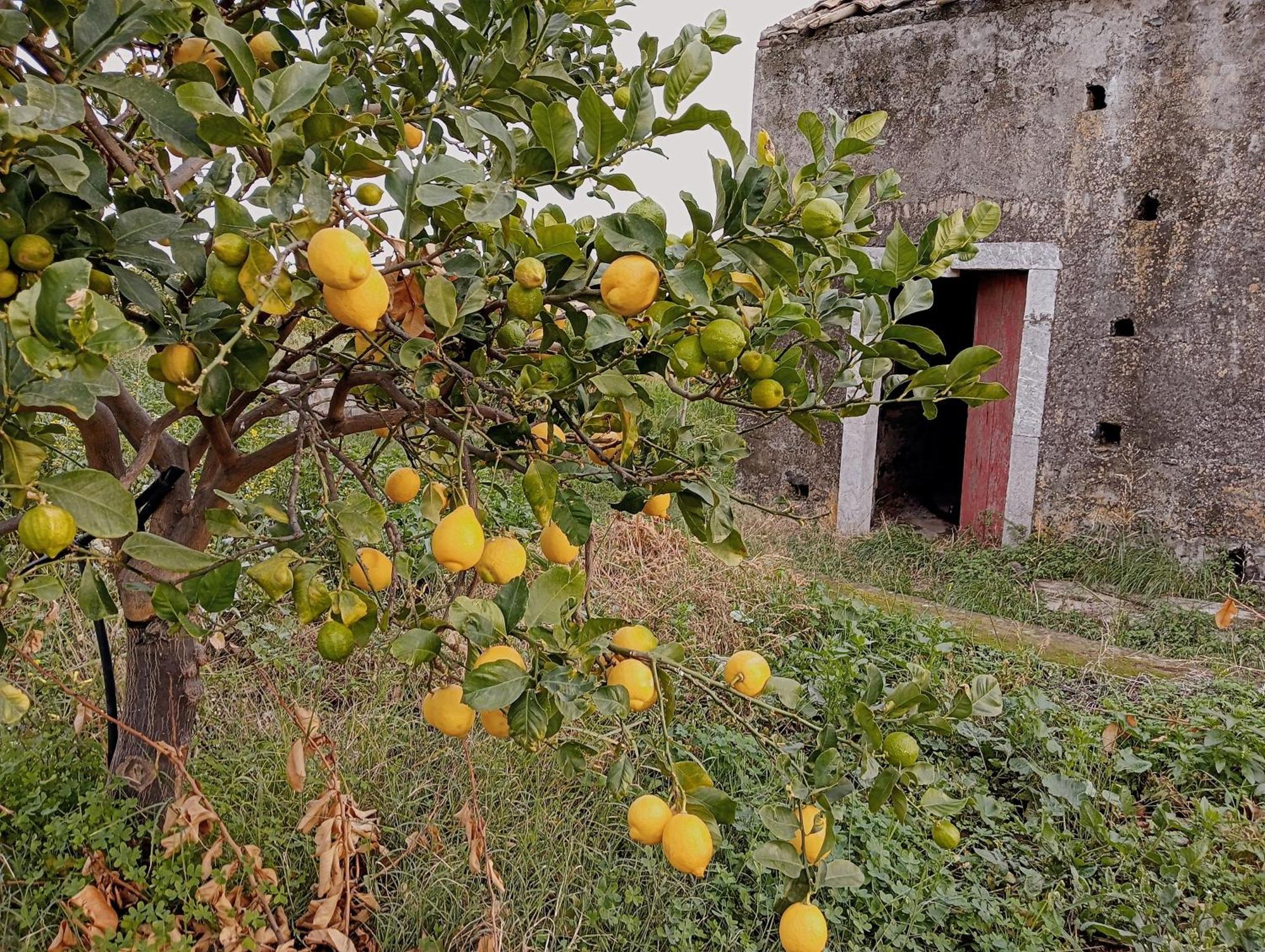 Villa Laura Apartment Giardini-Naxos Zewnętrze zdjęcie